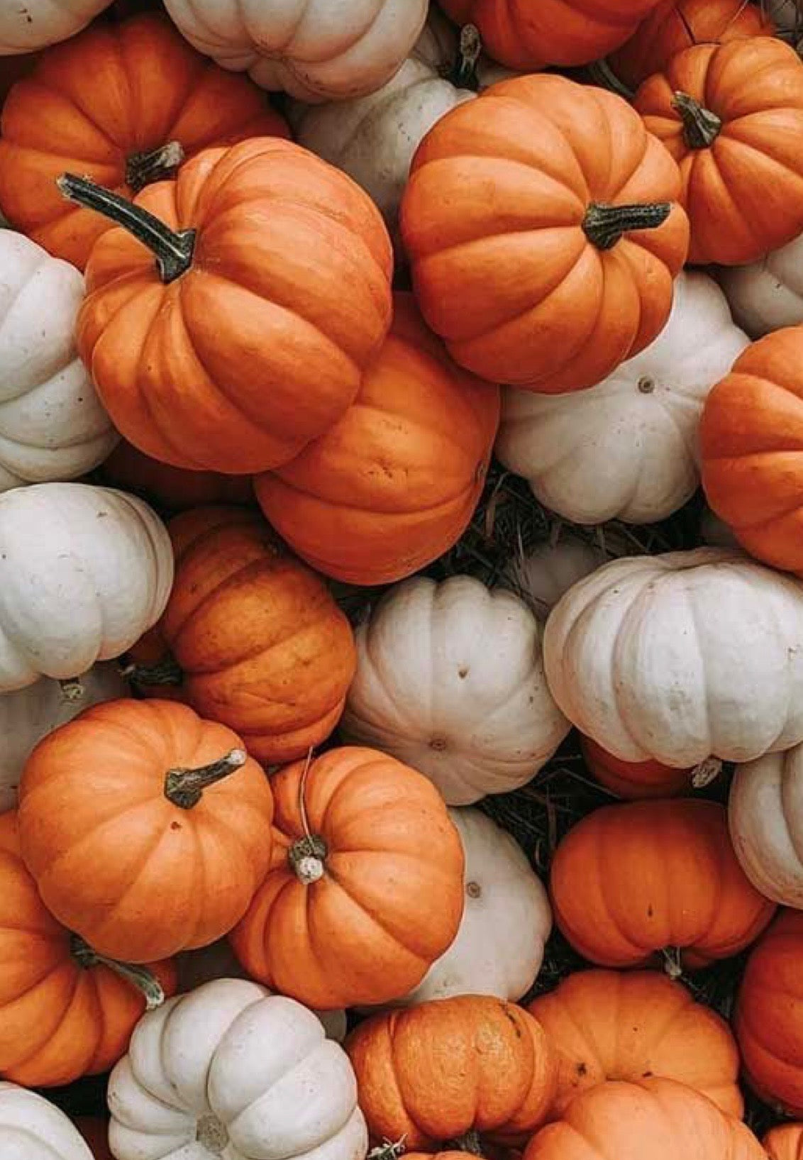Pumpkin- Peppermint