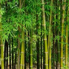 Saltwater bamboo