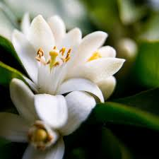 Neroli + vetiver
